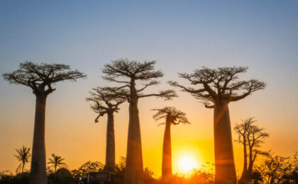 les baobabs de Madagascar illuminés par la couchée de soleil - voyager à Madagascar - Buro Services