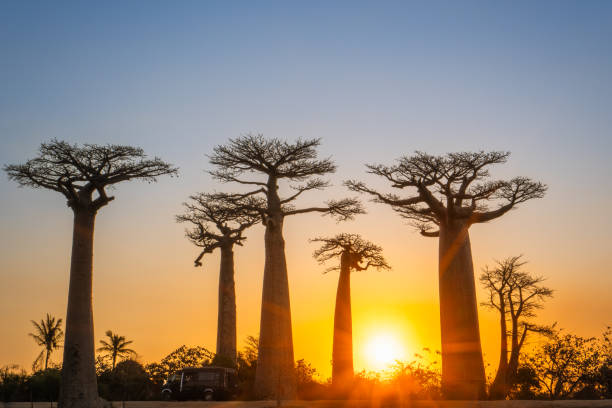 les baobabs de Madagascar illuminés par la couchée de soleil - voyager à Madagascar - Buro Services